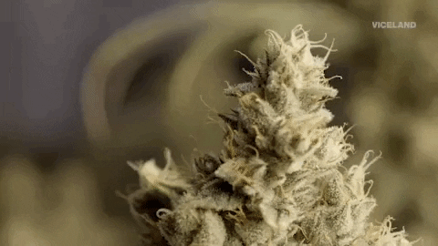 The History of Cannabis: From Ancient Times to Modern Usage
