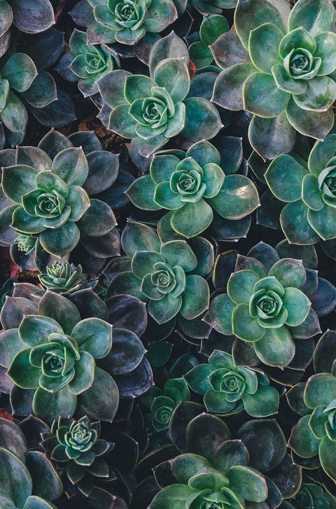 Cannabis and Creativity: Unlocking Your Artistic Potential