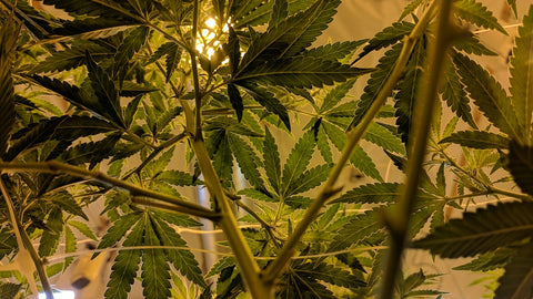 The Science Behind the High: Understanding How Cannabis Affects the Brain