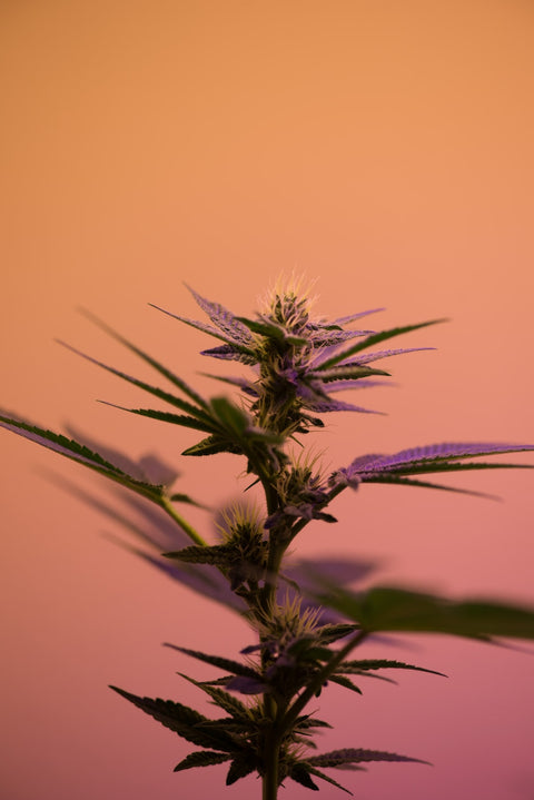 Cannabis and Socializing: Elevating Your Gatherings to a Higher Level