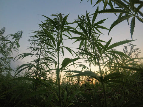 Cannabis and Productivity: Unleashing Your Inner Creative Genius