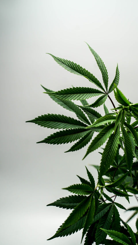 The History of Cannabis: From Ancient Medicine to Modern Marvel