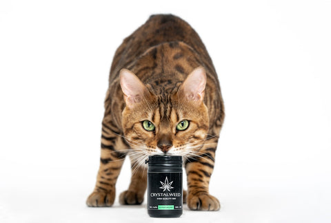 Cannabis and Pets: The Benefits for Our Furry Friends